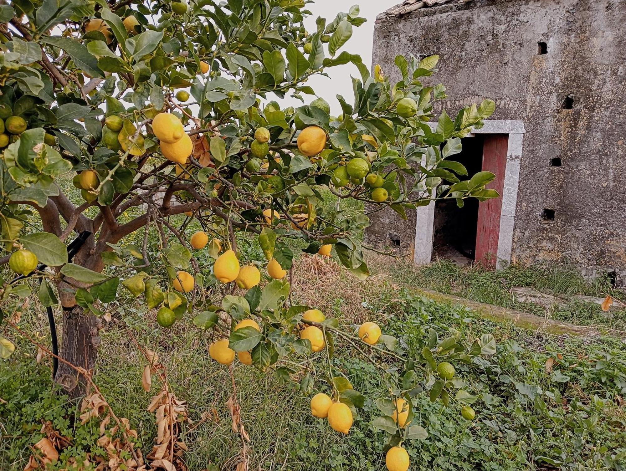 Villa Laura Apartment Giardini Naxos Exterior photo
